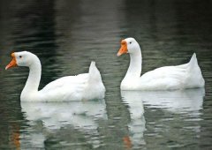 養(yǎng)鵝禁忌有哪些？看看你中了幾條！