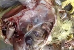 黃病毒在南方各個(gè)地區(qū)多發(fā)，這里帶你了解黃病