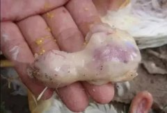 肉雞最頭疼的還是腺肌胃炎，到底該怎么解決？