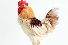 肉雞常見呼吸道病的發(fā)病原因？