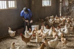雞新城疫用什么藥效果好，知道之后無(wú)需再區(qū)分