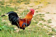 肉雞養(yǎng)殖成本要如何控制？