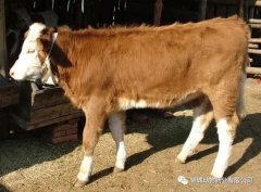 肥牛養(yǎng)殖過程中存在的問題，應(yīng)該如何進行解決