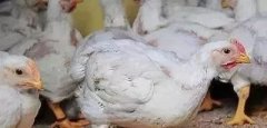 支原體感染的發(fā)展過程及臨床癥狀！！!