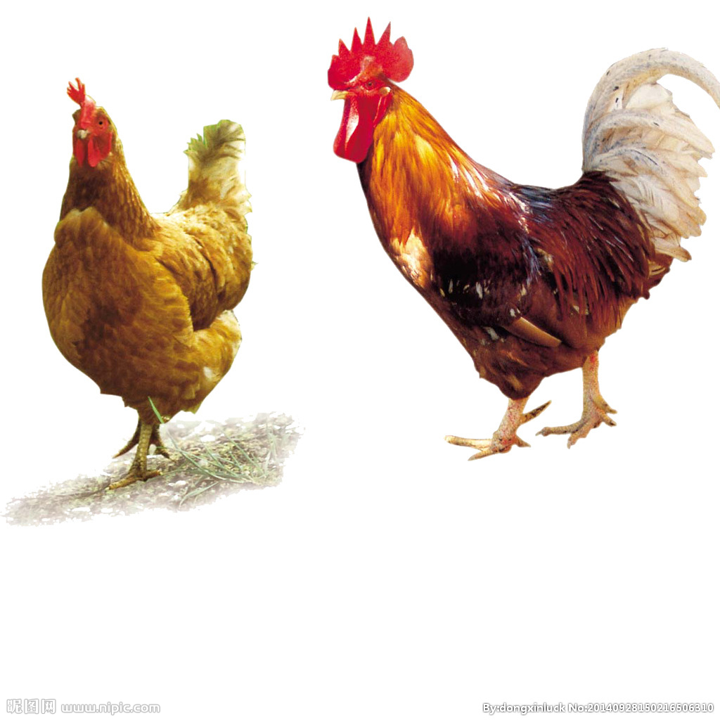  提高肉鴨養(yǎng)殖效益！這八個(gè)飼養(yǎng)管理要注意了?。夹g(shù)） 